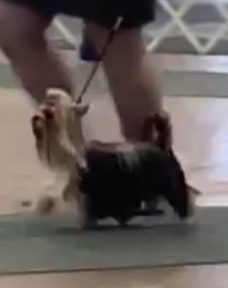GG, a Yorkshire Terrier tested with EmbarkVet.com