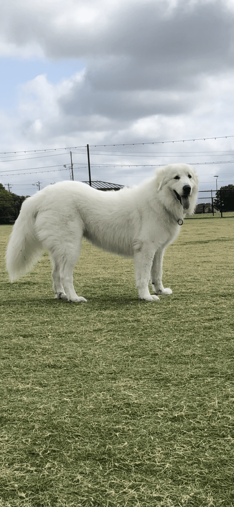 Looney “Chik’in Mini Bandit” Bear, a Great Pyrenees tested with EmbarkVet.com