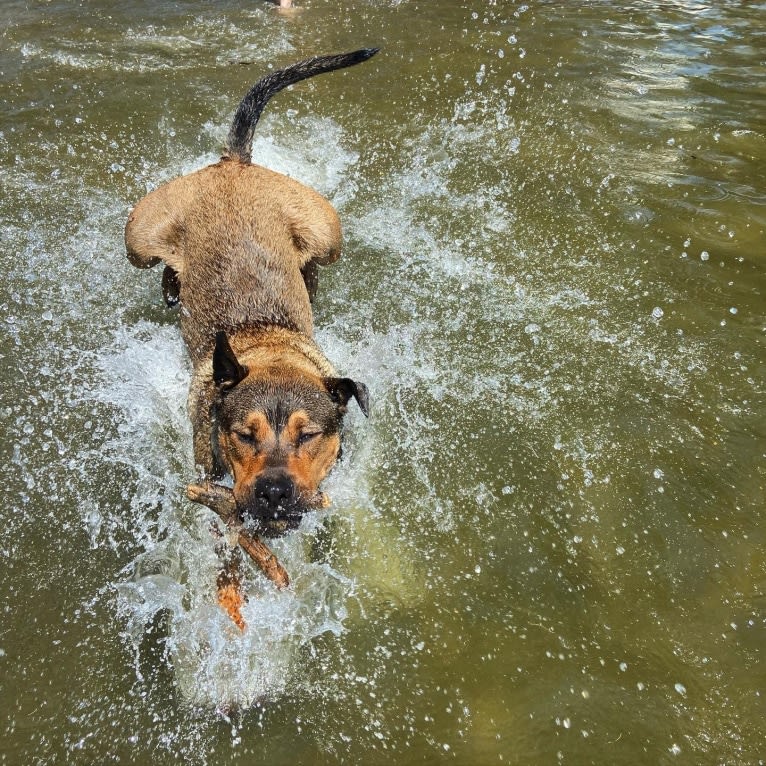 Lenny, a Rottweiler and American Pit Bull Terrier mix tested with EmbarkVet.com