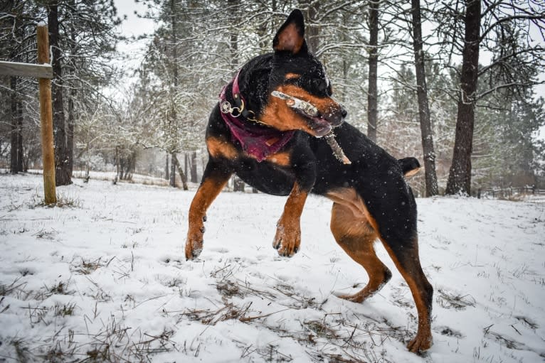 Daisy Mae, a Rottweiler tested with EmbarkVet.com