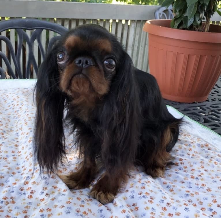 Padmé, an English Toy Spaniel tested with EmbarkVet.com