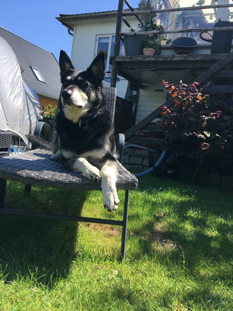 Bombao, an Eastern European Village Dog tested with EmbarkVet.com