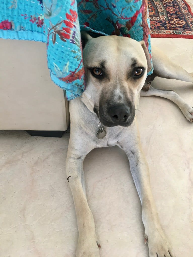 Sydney, a Catahoula Leopard Dog and American Pit Bull Terrier mix tested with EmbarkVet.com