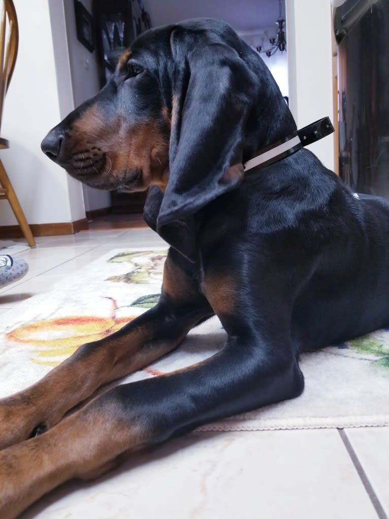 Bruiser, a Black and Tan Coonhound tested with EmbarkVet.com