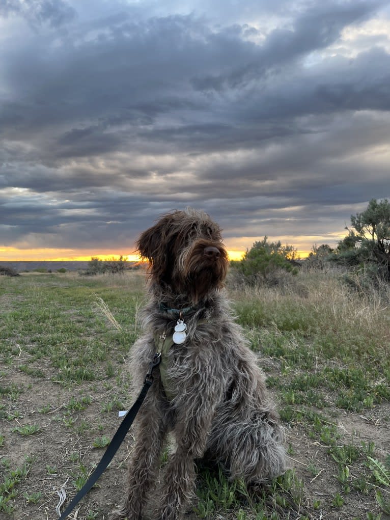 Moose, a Wirehaired Pointing Griffon tested with EmbarkVet.com