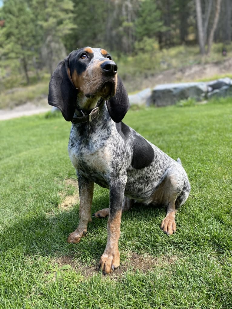 Brandy, a Bluetick Coonhound tested with EmbarkVet.com