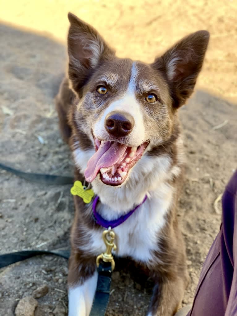 Leo, a Border Collie tested with EmbarkVet.com