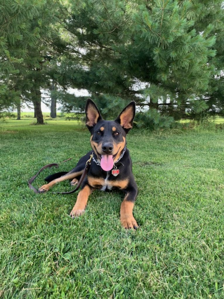 Blitzen, an Australian Cattle Dog and Doberman Pinscher mix tested with EmbarkVet.com