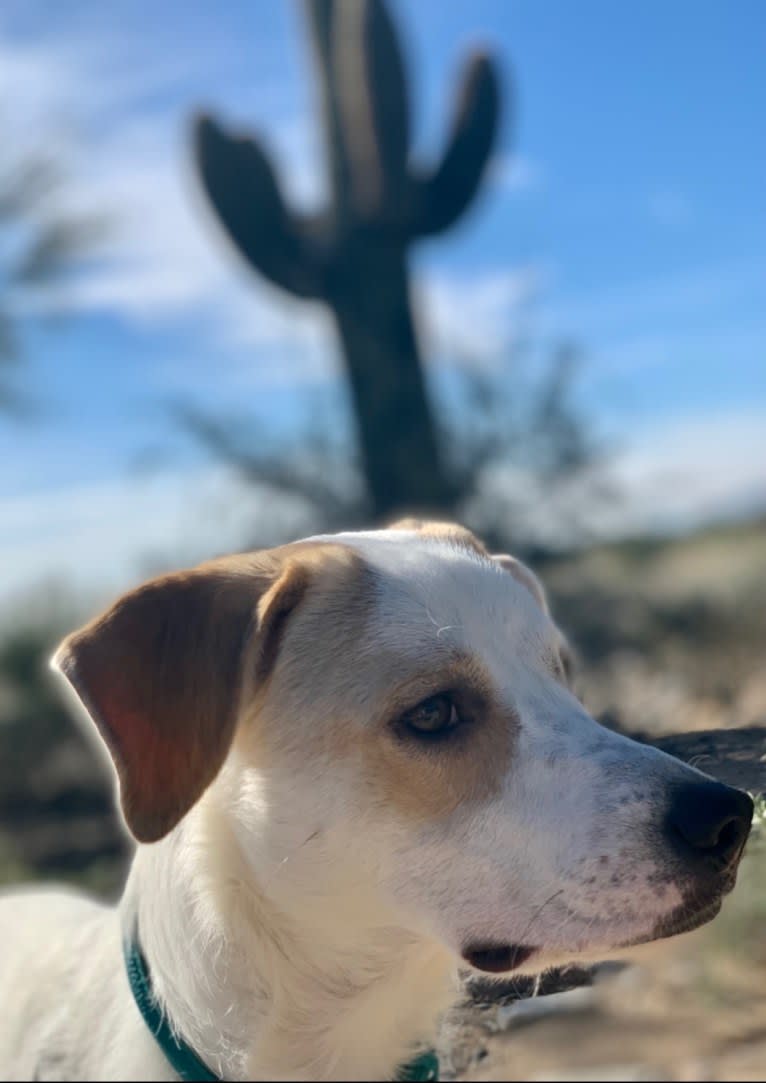 Bella, a Great Pyrenees and Australian Cattle Dog mix tested with EmbarkVet.com