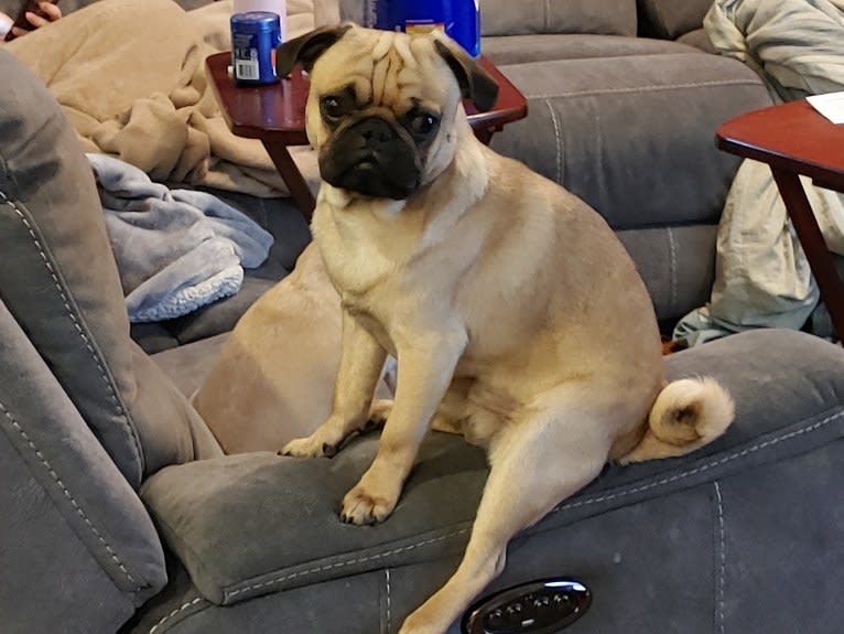 Leroy Fisher, a Pug tested with EmbarkVet.com