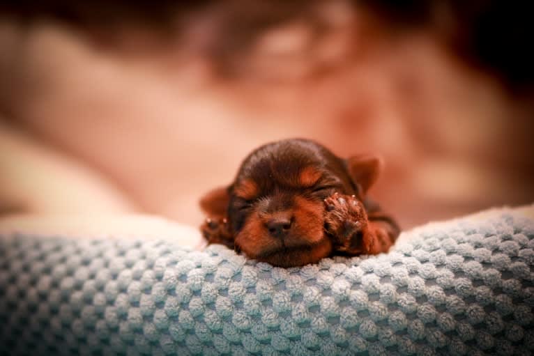 Rosie, a Yorkshire Terrier tested with EmbarkVet.com