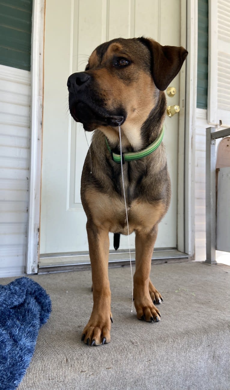 Lenny, a Rottweiler and American Pit Bull Terrier mix tested with EmbarkVet.com