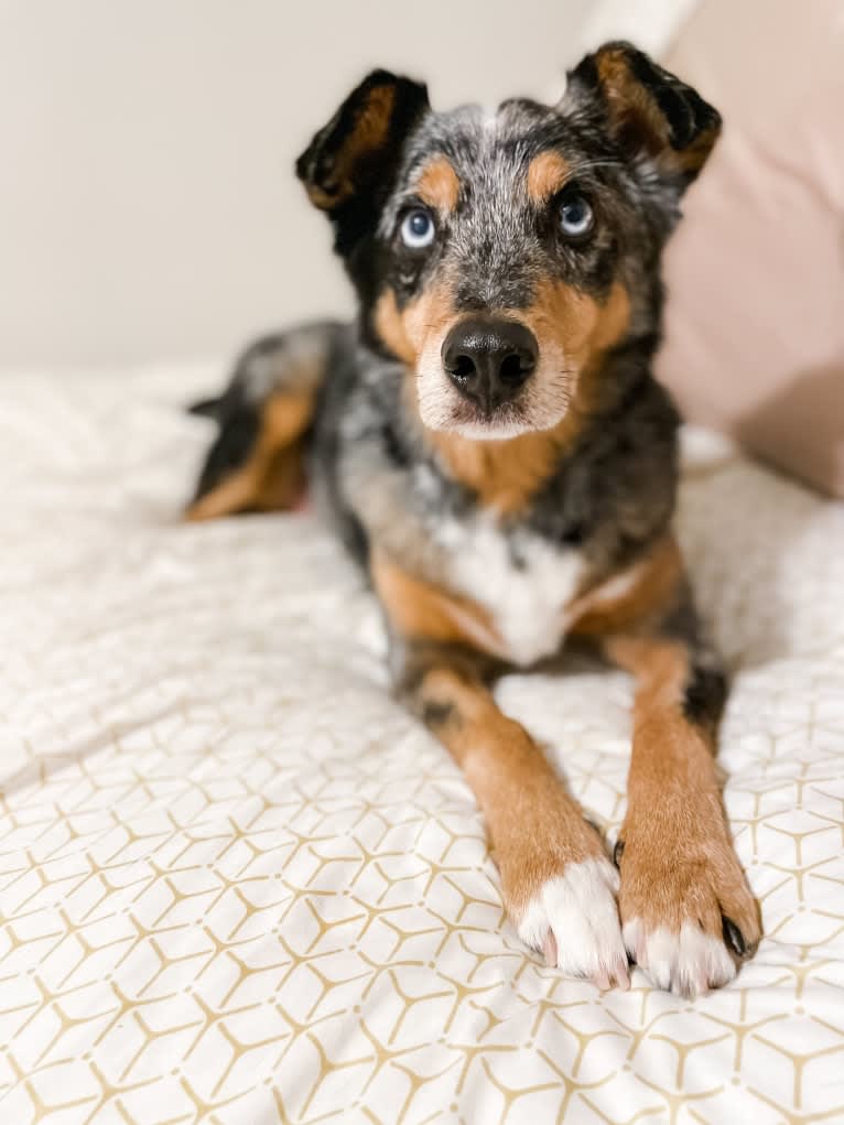 Kaydo, an Australian Shepherd and American Pit Bull Terrier mix tested with EmbarkVet.com