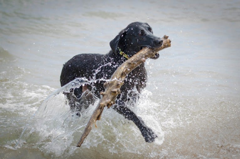 Schimpf's Addicted to the Game ("Addie"), a Labrador Retriever and German Shepherd Dog mix tested with EmbarkVet.com