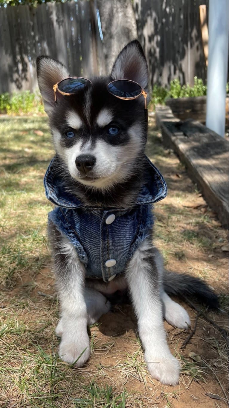 Kiva, an Alaskan Klee Kai tested with EmbarkVet.com