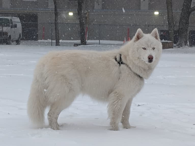 Ghost, a Siberian Husky tested with EmbarkVet.com