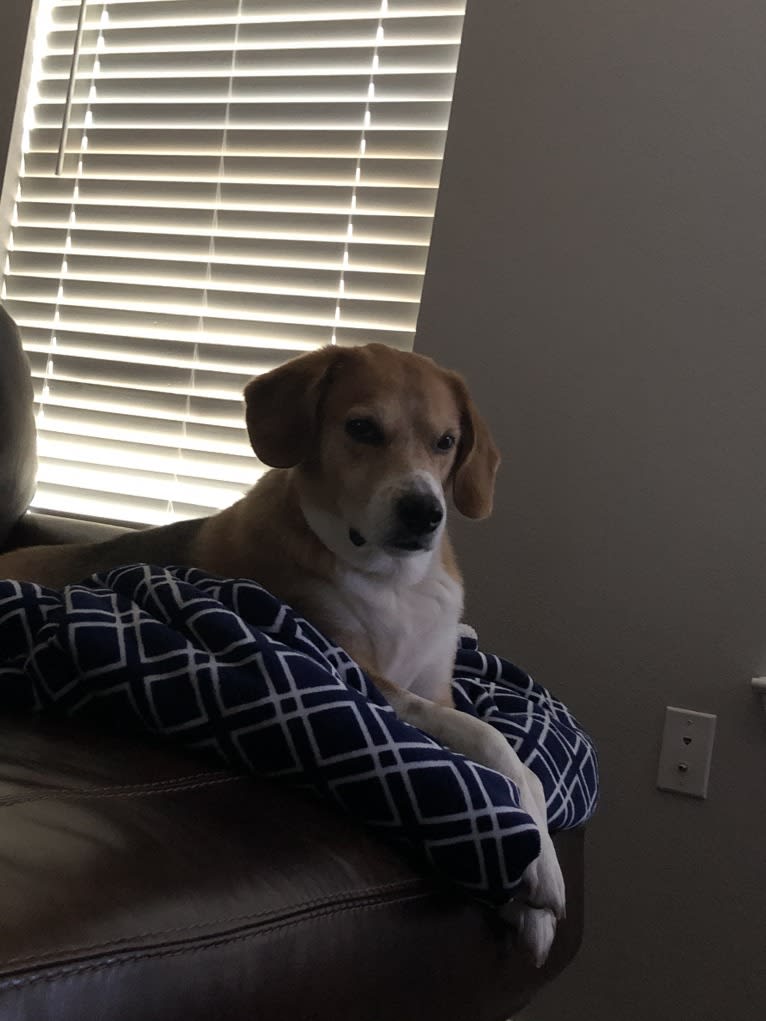 Oggy, a Beagle and Basset Hound mix tested with EmbarkVet.com