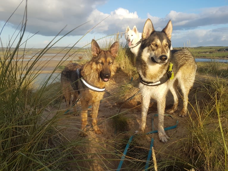 Kalen, a German Shepherd Dog and Siberian Husky mix tested with EmbarkVet.com