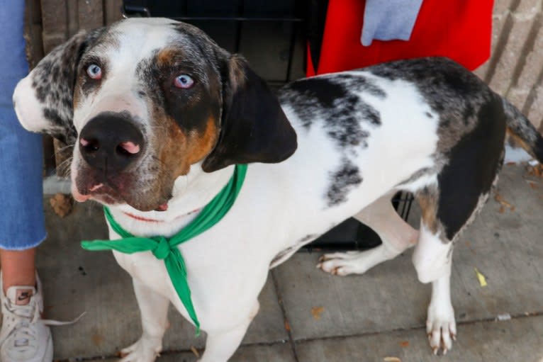 Merle Haggard, an American Leopard Hound tested with EmbarkVet.com