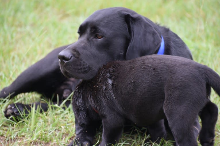 Major, a Labrador Retriever tested with EmbarkVet.com