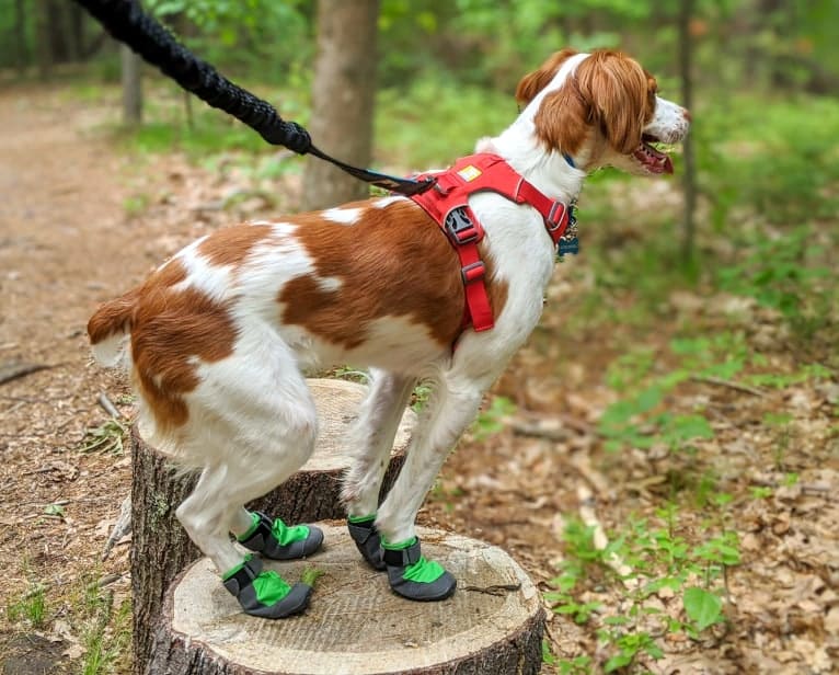 Oliver, a Brittany tested with EmbarkVet.com