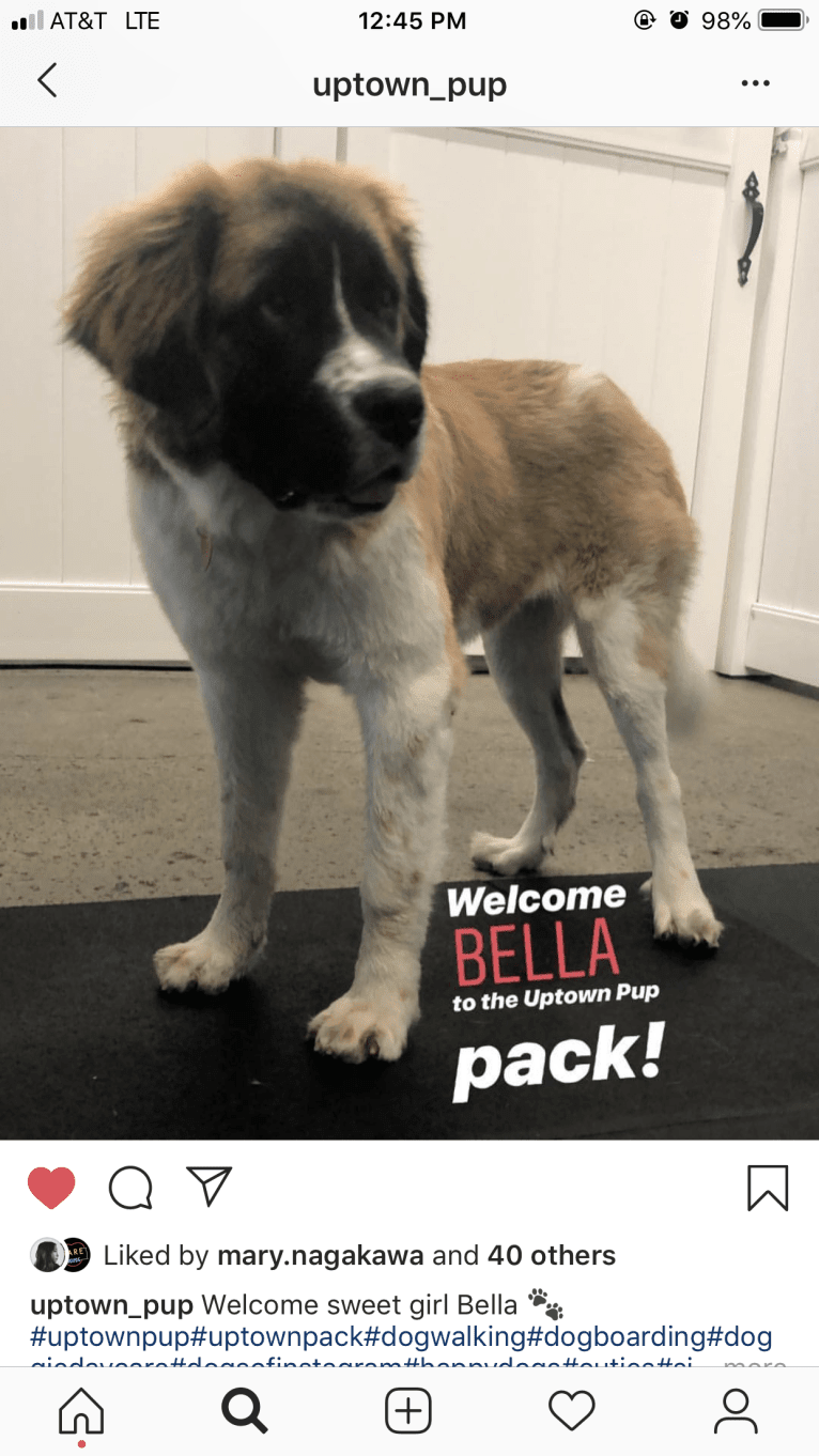 Bella, a Saint Bernard tested with EmbarkVet.com