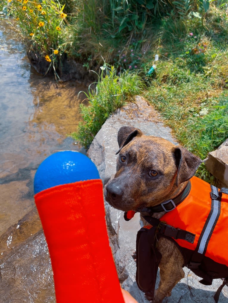 Tiger, an American Pit Bull Terrier tested with EmbarkVet.com