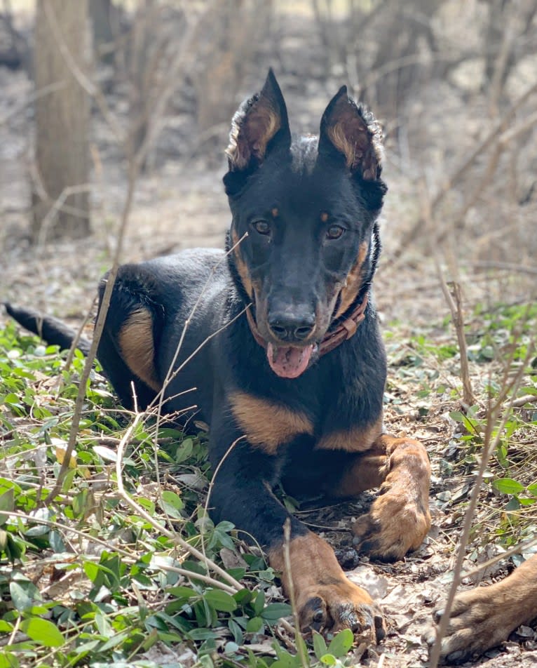 Ragar, a Beauceron tested with EmbarkVet.com