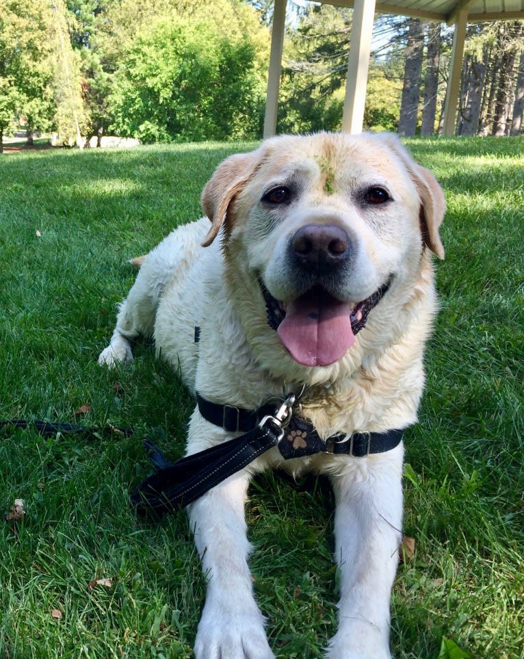 Tonka, a Labrador Retriever tested with EmbarkVet.com