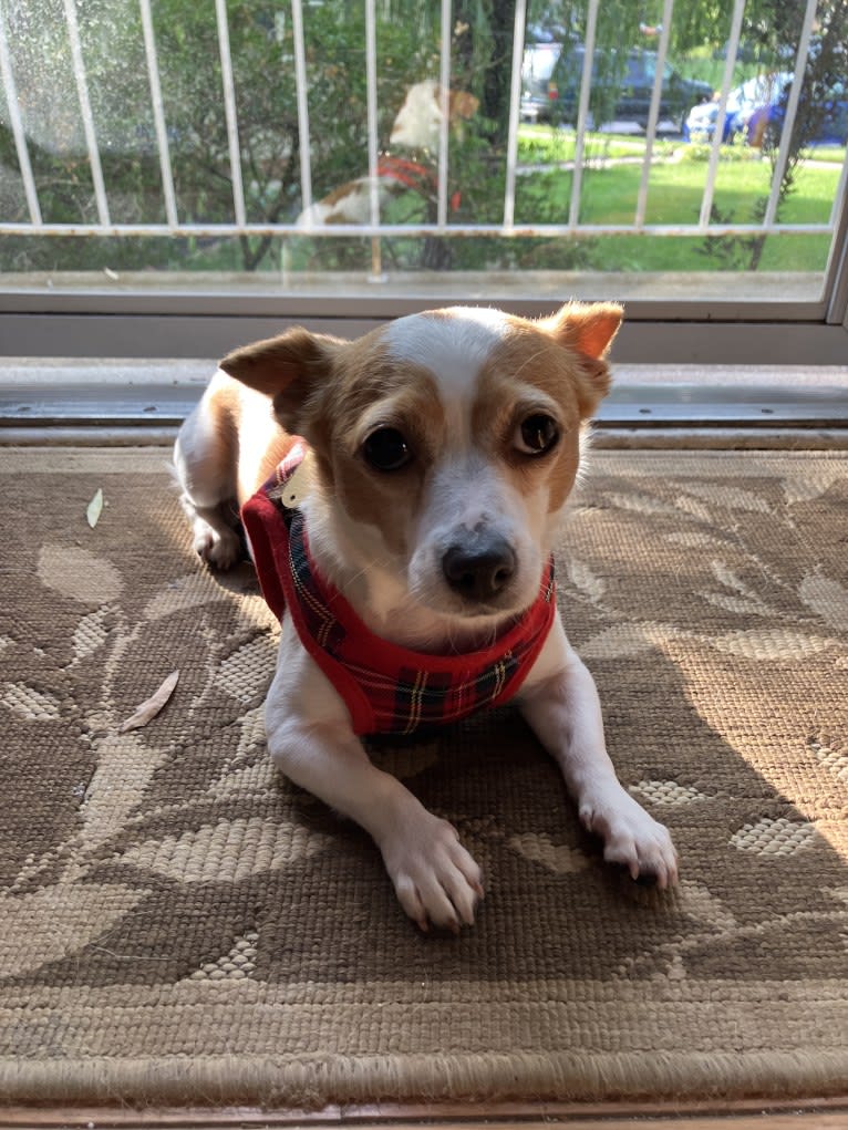 Daisy, a Chihuahua and Rat Terrier mix tested with EmbarkVet.com