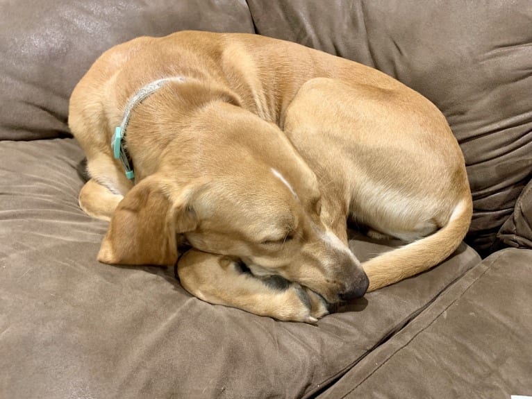 Chief, a German Shorthaired Pointer and Labrador Retriever mix tested with EmbarkVet.com