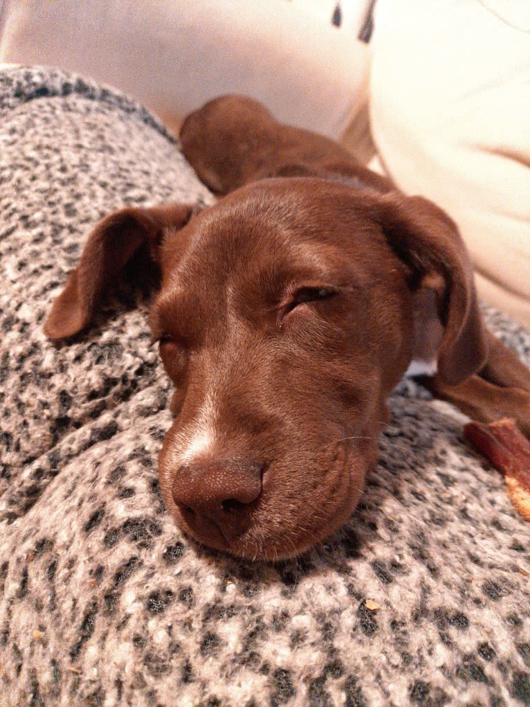 Valkyrie, a Golden Retriever and Labrador Retriever mix tested with EmbarkVet.com