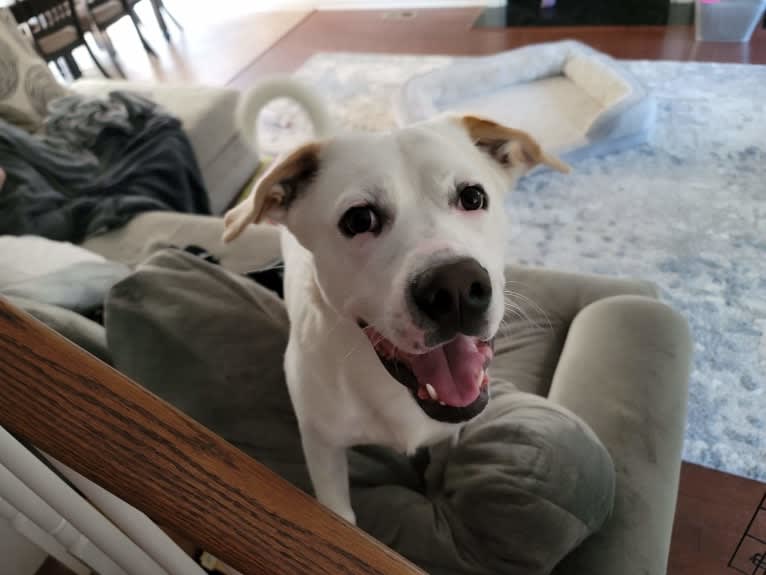 Wesley, a Boxer and German Shepherd Dog mix tested with EmbarkVet.com