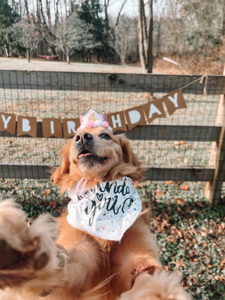 Marley, a Golden Retriever tested with EmbarkVet.com