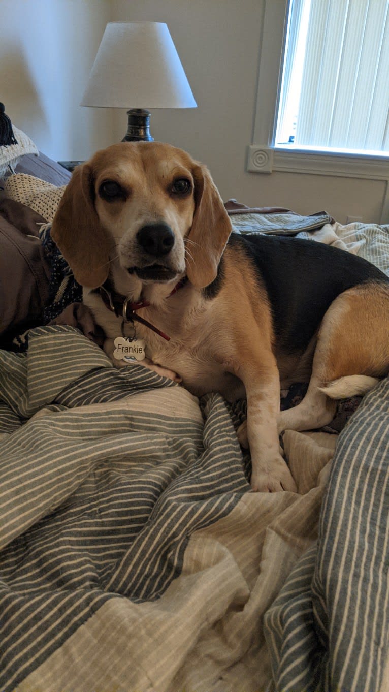 Frankie, a Beagle tested with EmbarkVet.com