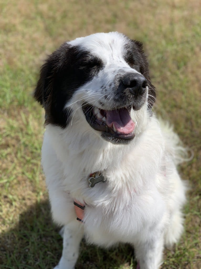 Molley, a Great Pyrenees tested with EmbarkVet.com