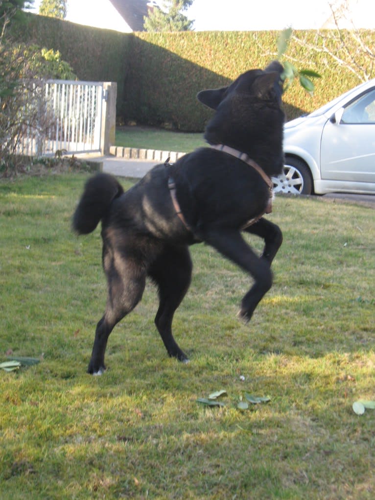 Strolch, a Canaan Dog tested with EmbarkVet.com