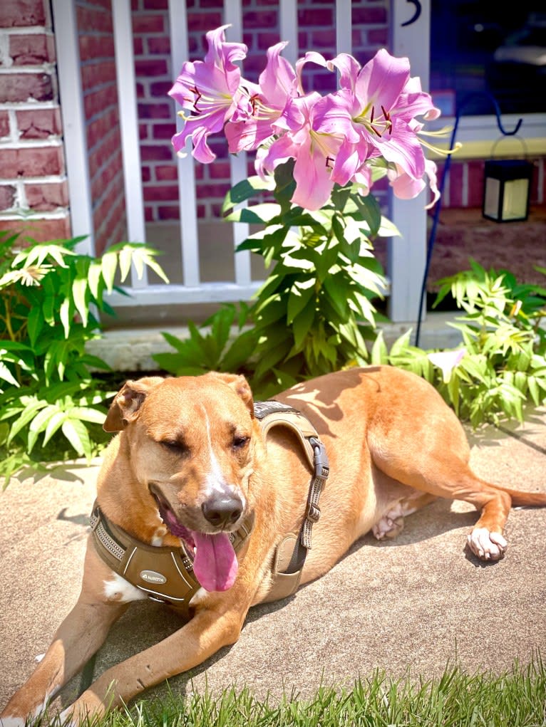 Simon, an American Pit Bull Terrier and Catahoula Leopard Dog mix tested with EmbarkVet.com