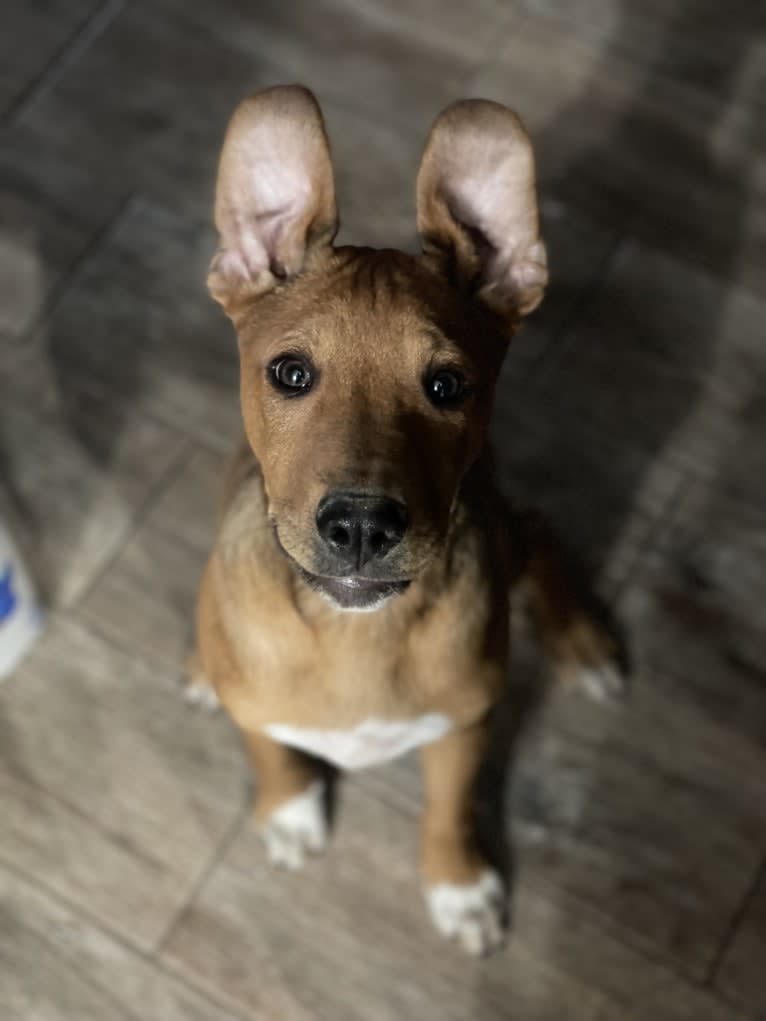 Winston, an Australian Cattle Dog and Border Collie mix tested with EmbarkVet.com