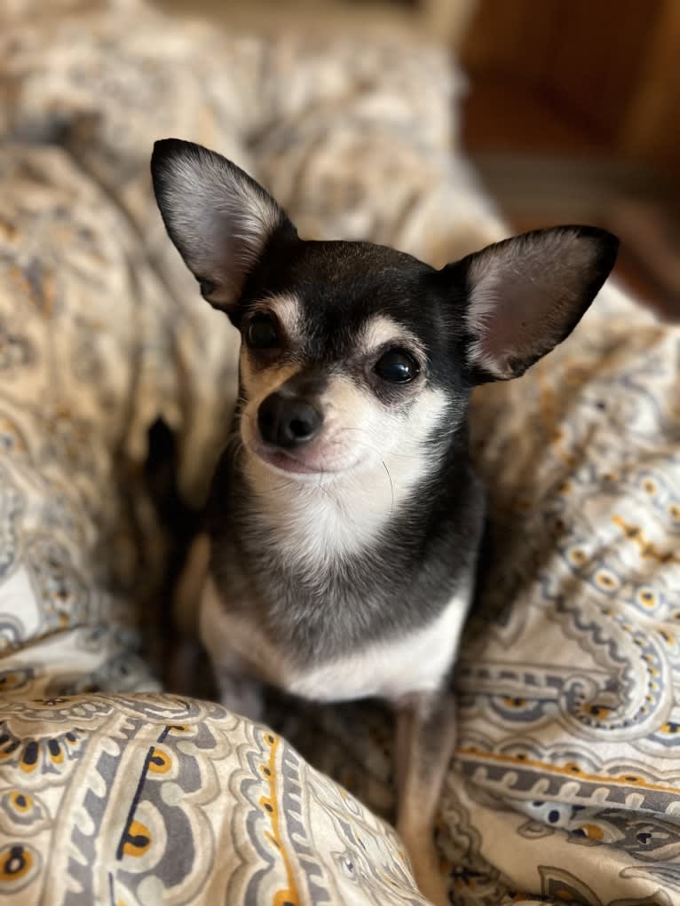Alex, a Chihuahua and Dachshund mix tested with EmbarkVet.com