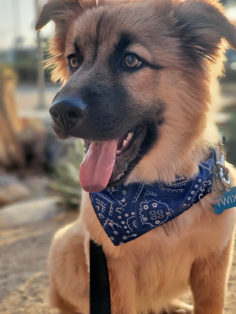 Twix, a German Shepherd Dog and Chow Chow mix tested with EmbarkVet.com