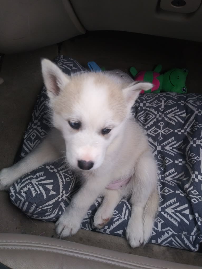Everest, a Gerberian Shepsky tested with EmbarkVet.com