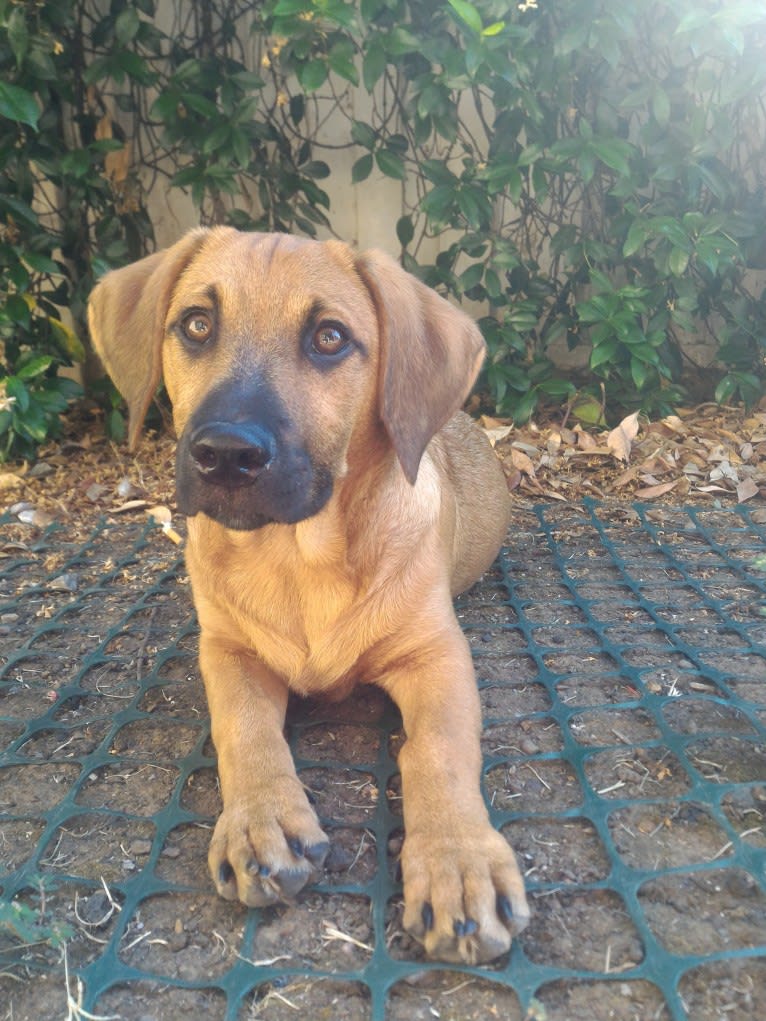 Cody, a Basset Hound and Australian Cattle Dog mix tested with EmbarkVet.com