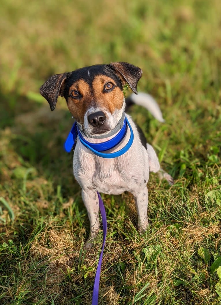 Atreyu, a Danish-Swedish Farmdog tested with EmbarkVet.com