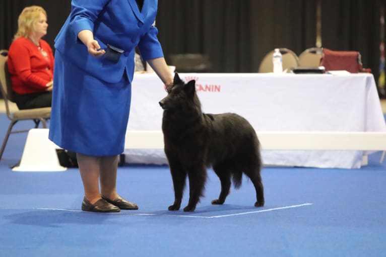 Gem, a Belgian Shepherd tested with EmbarkVet.com