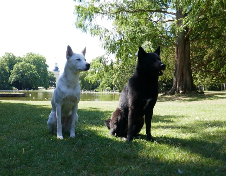 Moshae, a Canaan Dog tested with EmbarkVet.com