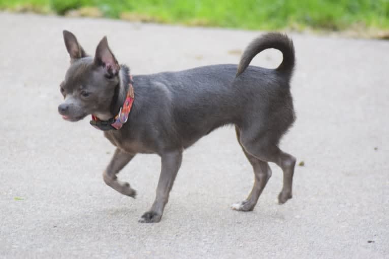 Photo of Shelbie, a Chihuahua  in Klamath Falls, OR, USA