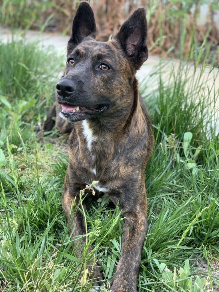 INU, an American Pit Bull Terrier and German Shepherd Dog mix tested with EmbarkVet.com