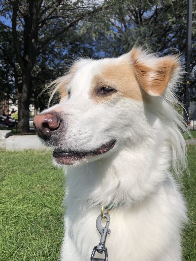 Walker, a Chow Chow and Labrador Retriever mix tested with EmbarkVet.com