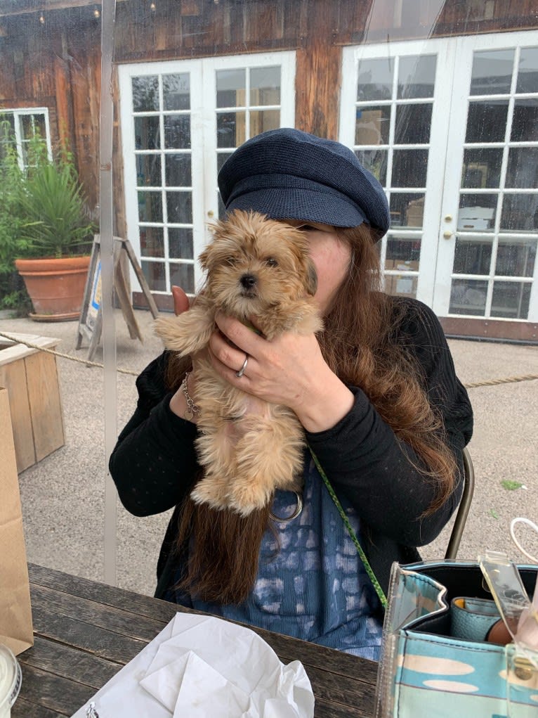 Gonta, a Yorkshire Terrier and Cocker Spaniel mix tested with EmbarkVet.com